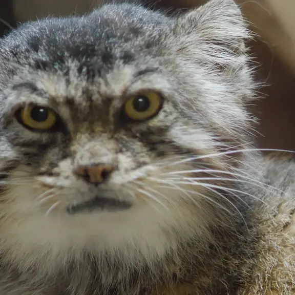 A photograph of a Pallas's cat in Ueno Zoological Gardens