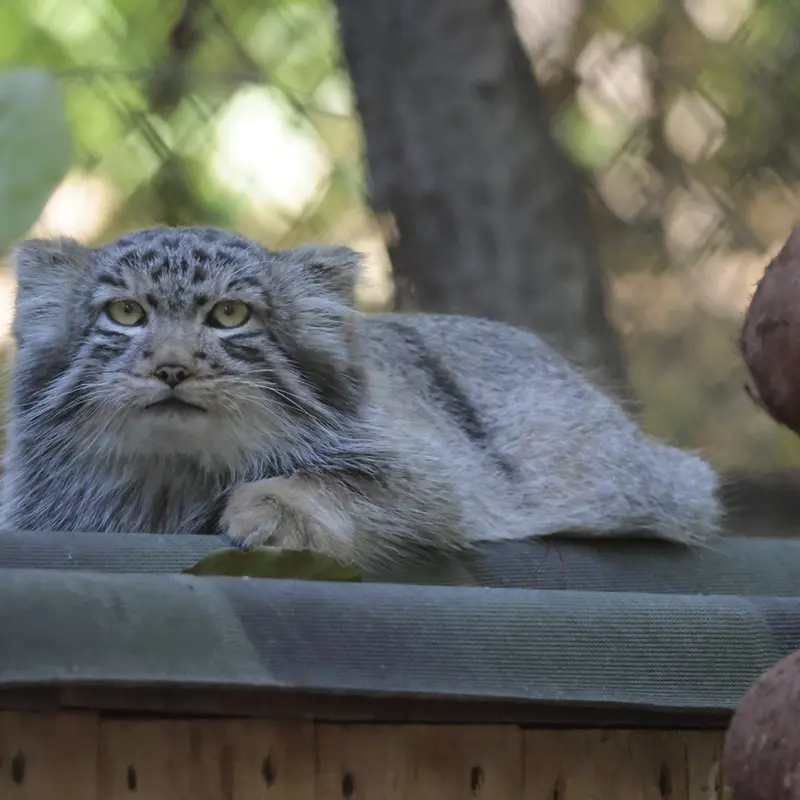 A photograph of Son of Lolo b.2026 Ⅱ in Novosibirsk Zoo