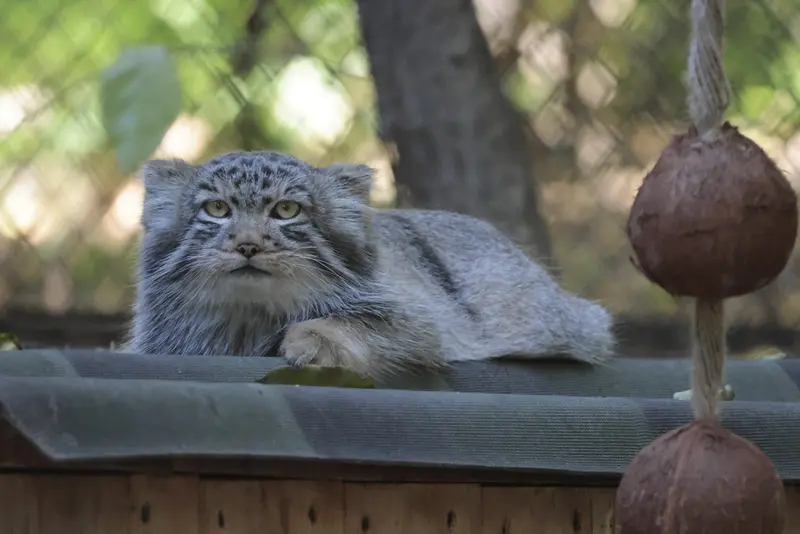 A photograph of Son of Lolo b.2026 Ⅱ in Novosibirsk Zoo