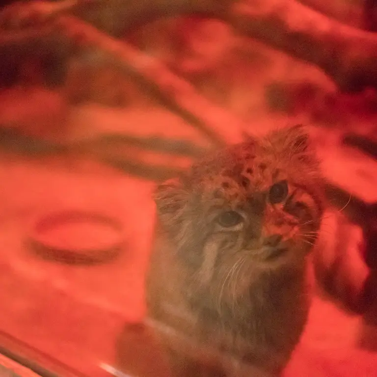 A photograph of Naim in Ueno Zoological Gardens