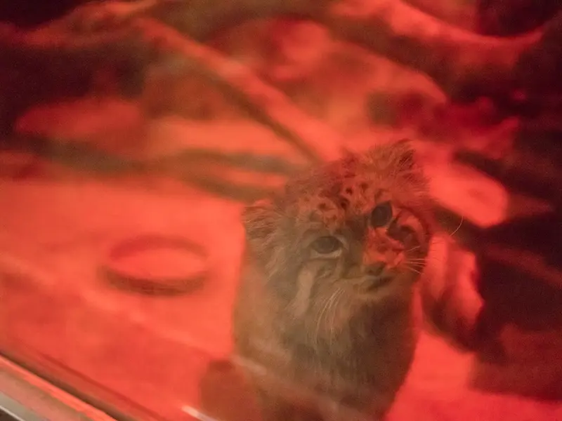 A photograph of Naim in Ueno Zoological Gardens