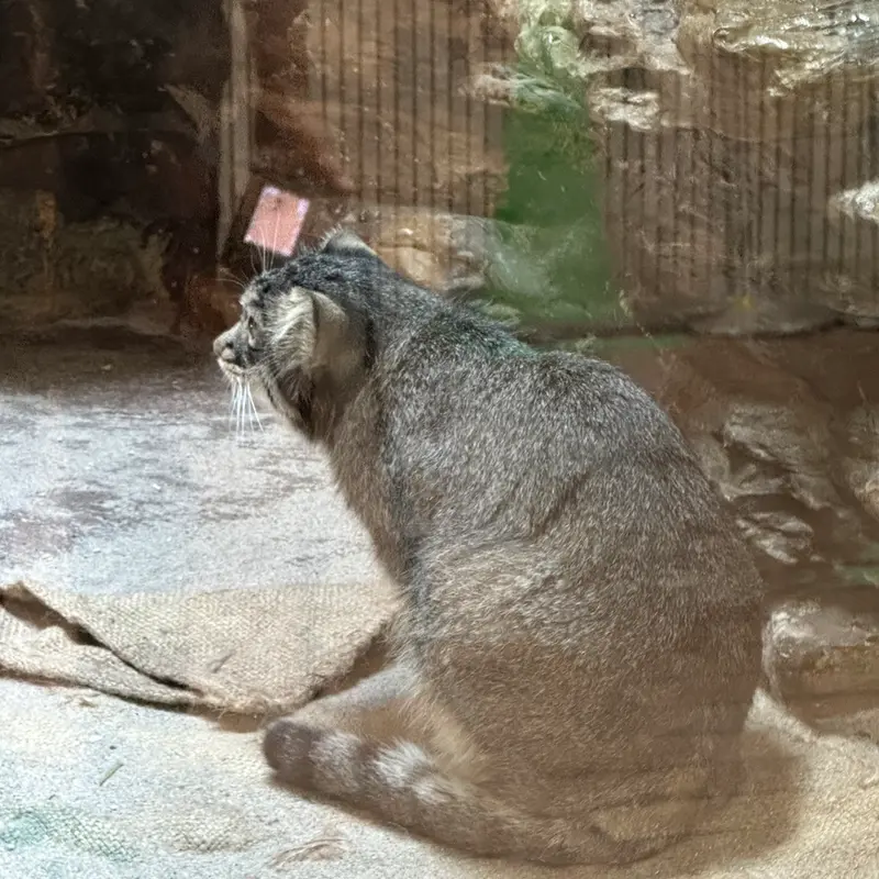 A photograph of a Pallas's cat in Ueno Zoological Gardens