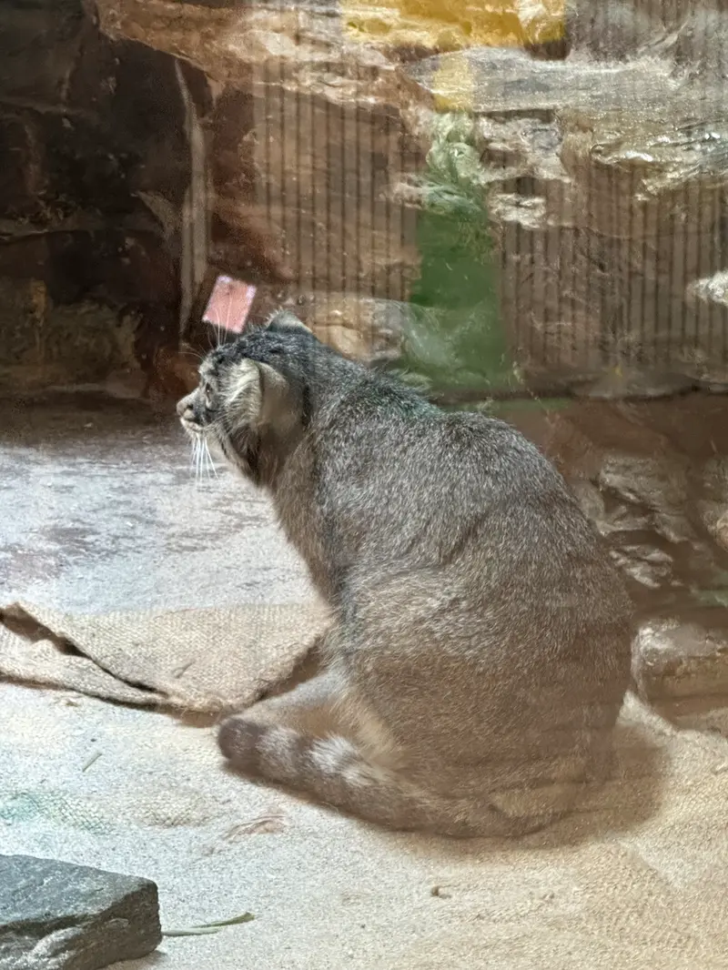 A photograph of a Pallas's cat in Ueno Zoological Gardens