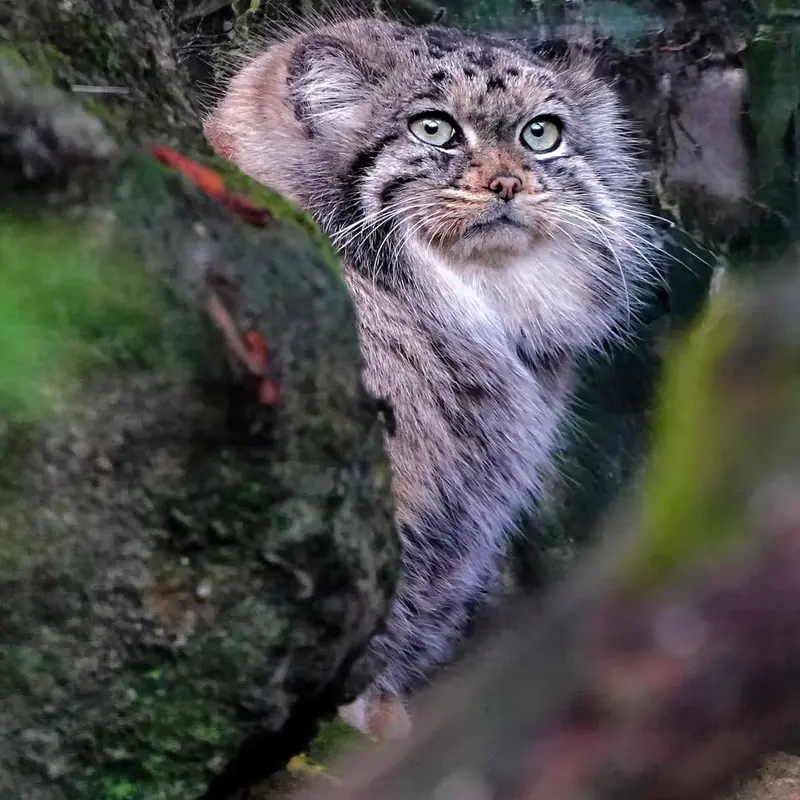 A photograph of Poes in Rotterdam Zoo