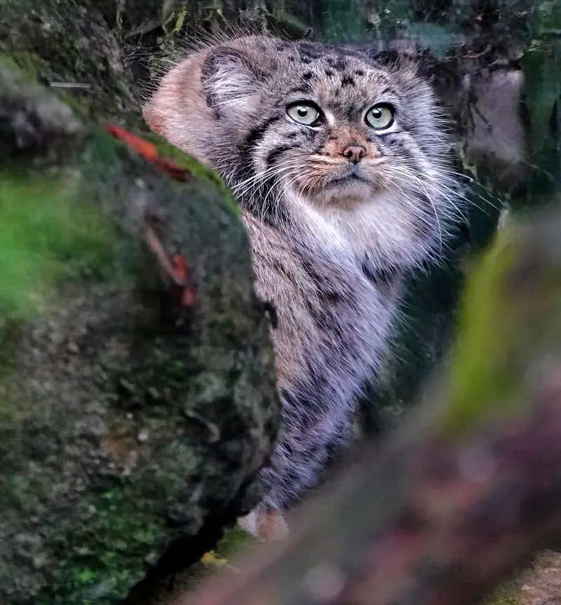 A photograph of Poes in Rotterdam Zoo