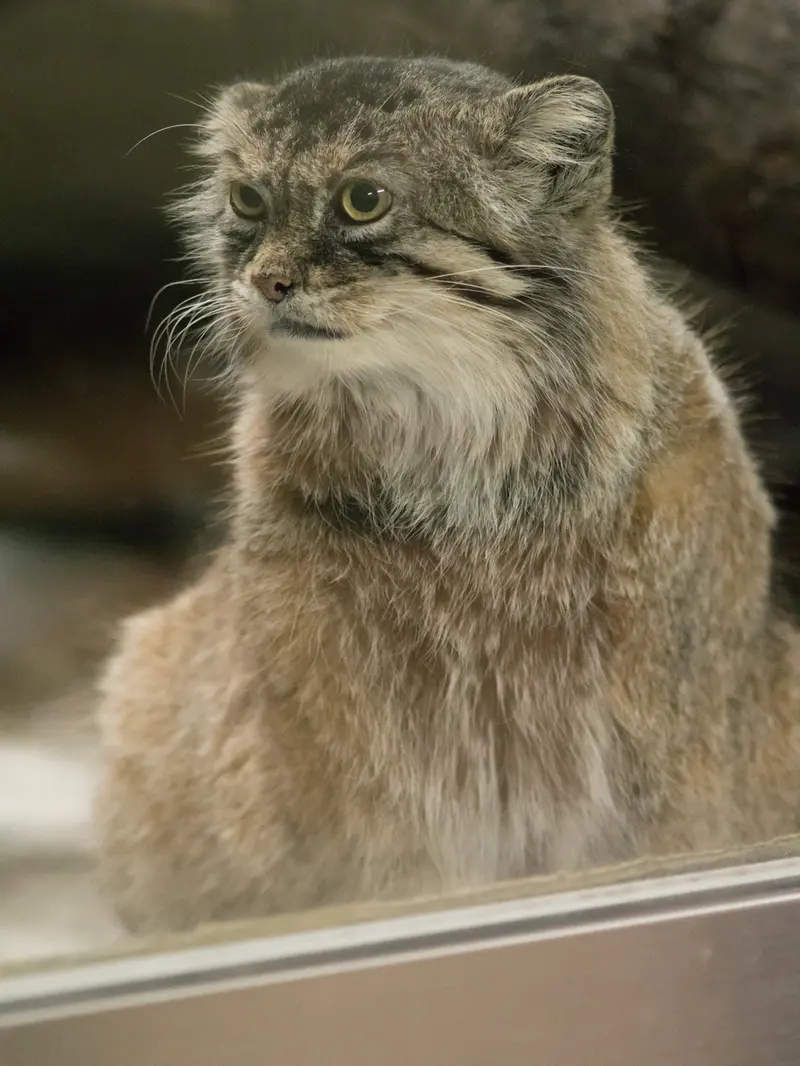 A photograph of Primula in Ueno Zoological Gardens