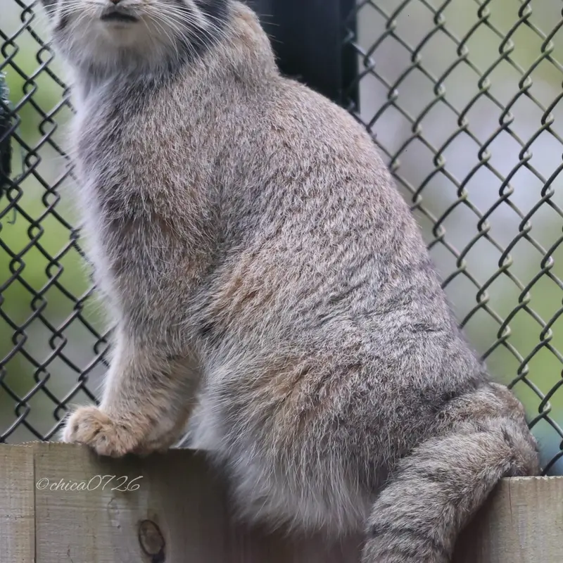 A photograph of Oto in Saitama Children's Zoo