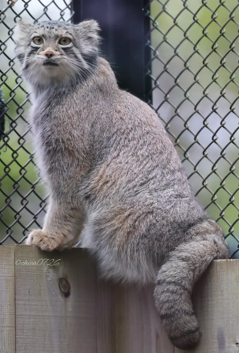 A photograph of Oto in Saitama Children's Zoo
