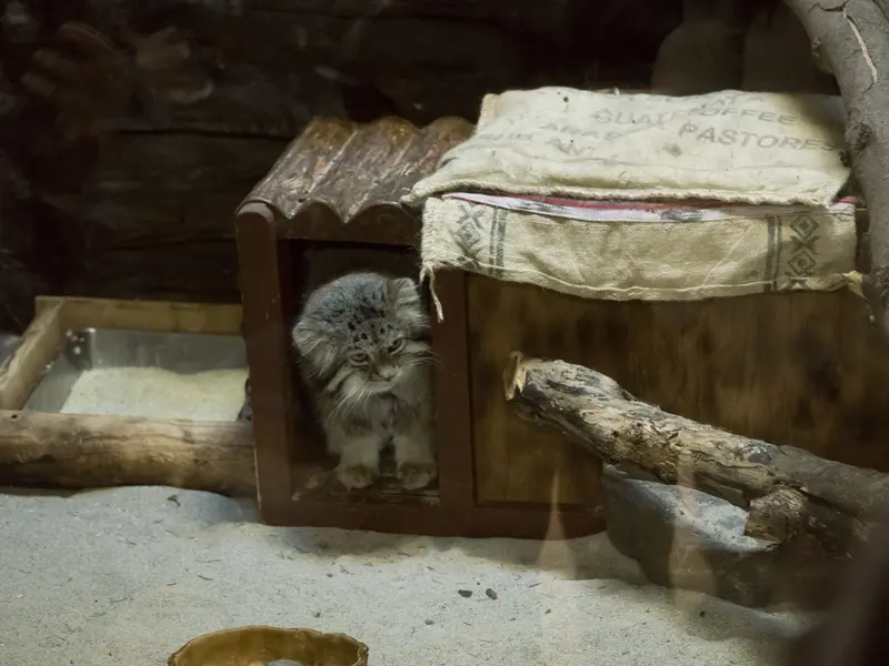 A photograph of a Pallas's cat