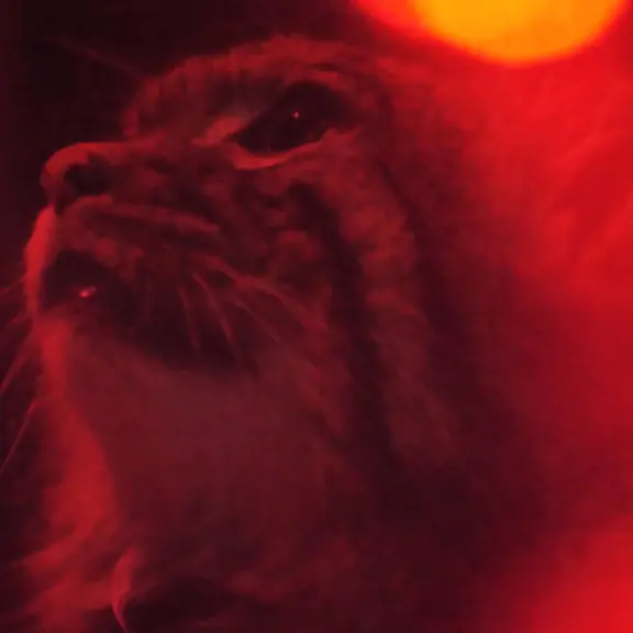 A photograph of a Pallas's cat in Ueno Zoological Gardens