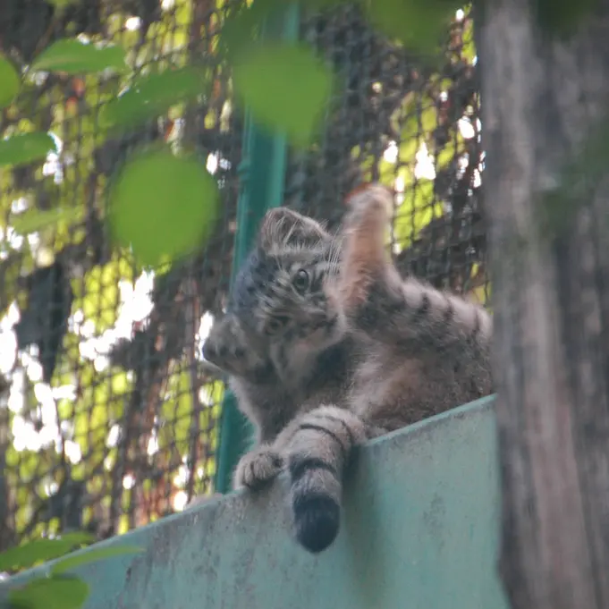 A photograph of Boris Ⅱ in Budapest Zoo & Botanical Garden