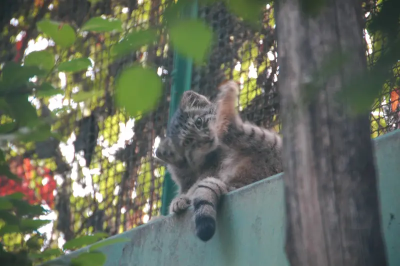 A photograph of Boris Ⅱ in Budapest Zoo & Botanical Garden