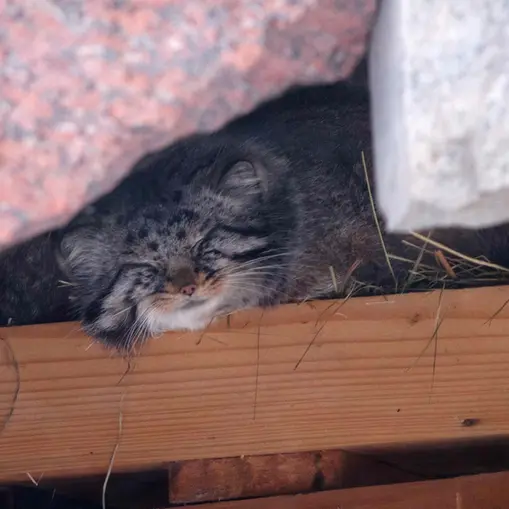A photograph of Darlay in Moscow zoo
