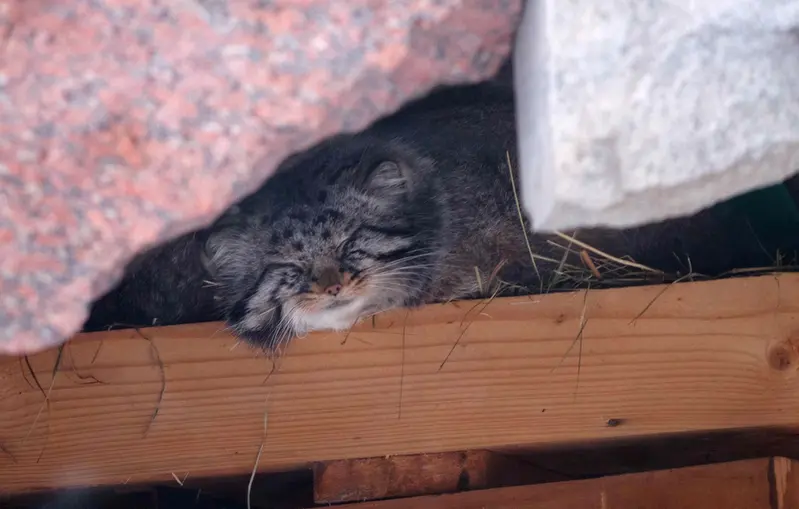 A photograph of Darlay in Moscow zoo