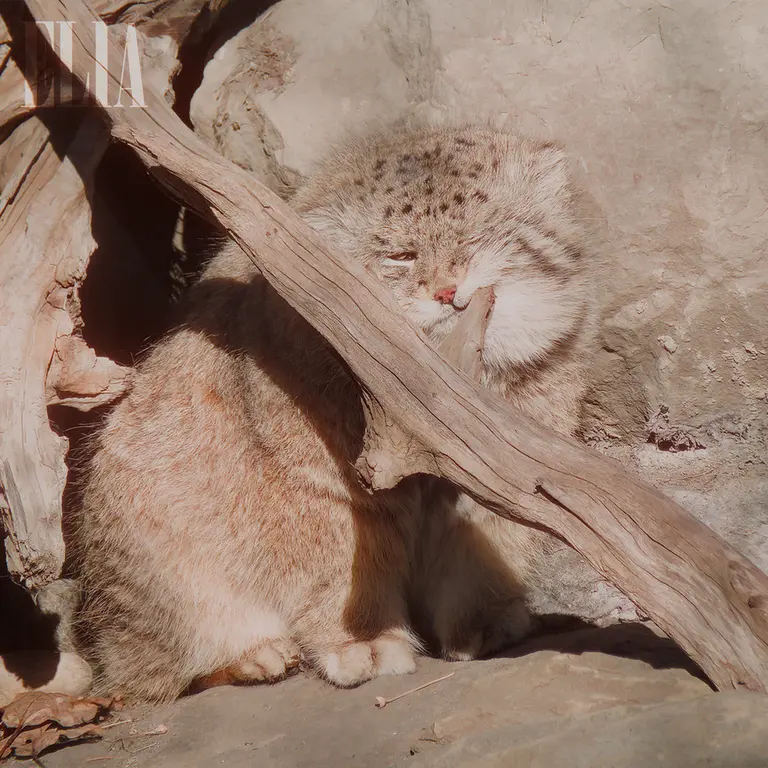 A photograph of Olaf in Calgary Zoo / Wilder Institute