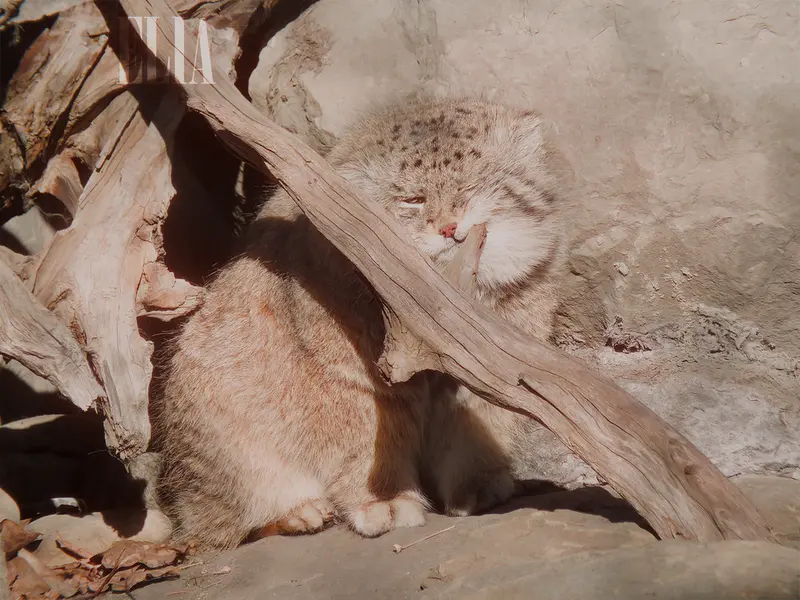 A photograph of Olaf in Calgary Zoo / Wilder Institute