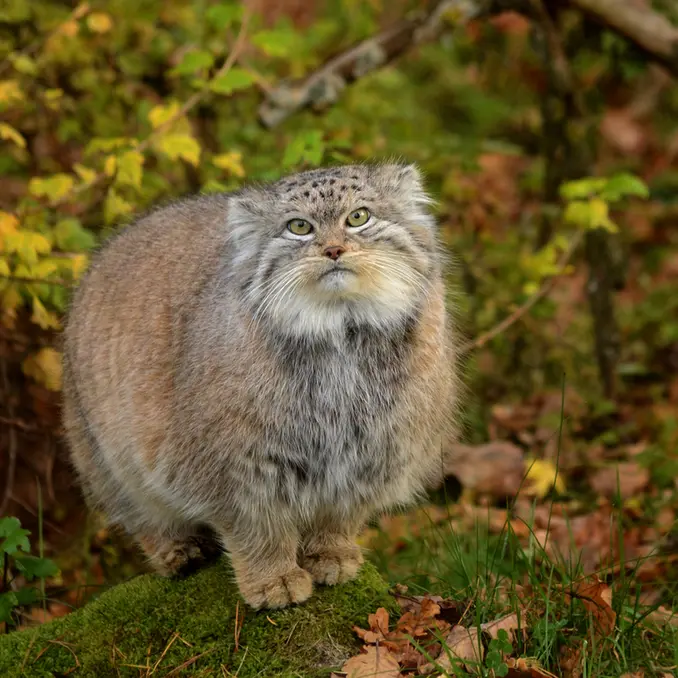 A photograph of Benny in Parken Zoo