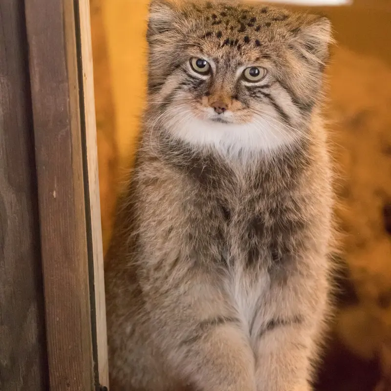 A photograph of Lotos in Saitama Children's Zoo