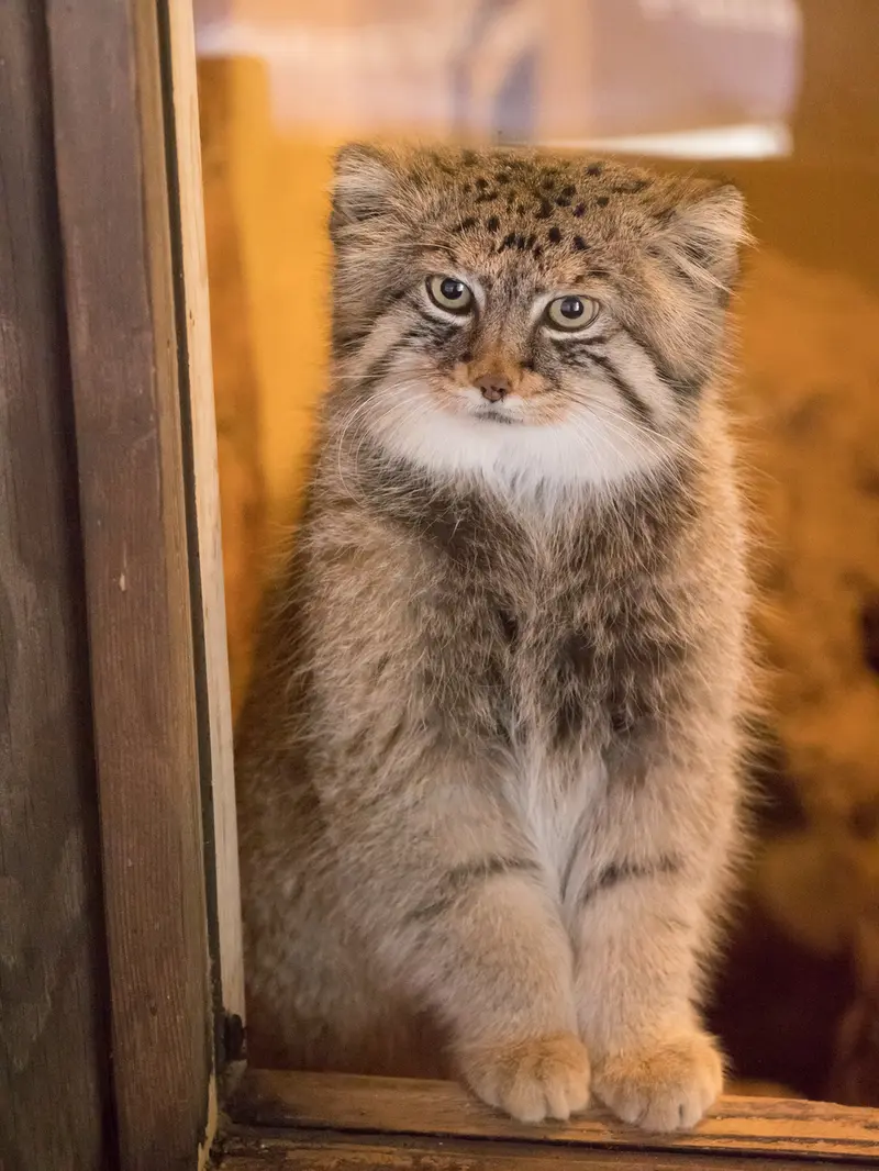 A photograph of Lotos in Saitama Children's Zoo