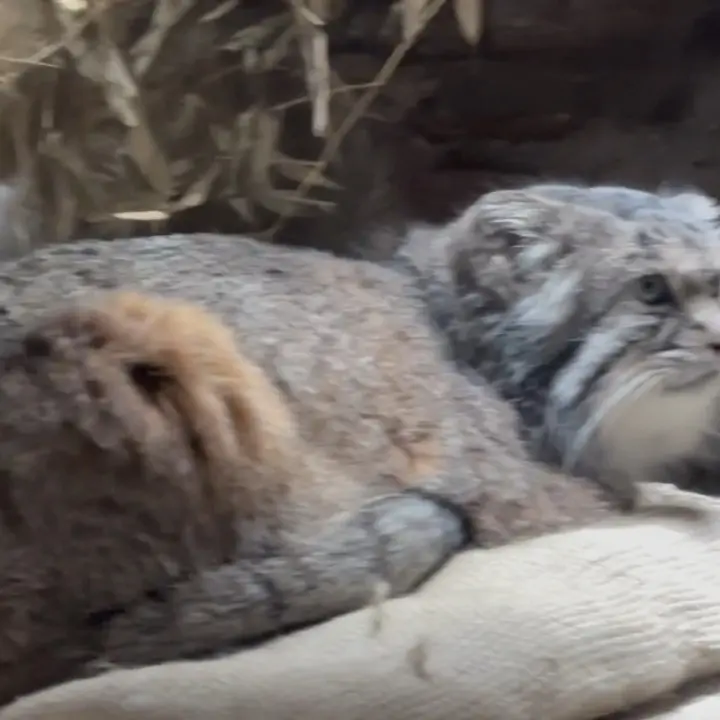 A photograph of a Pallas's cat