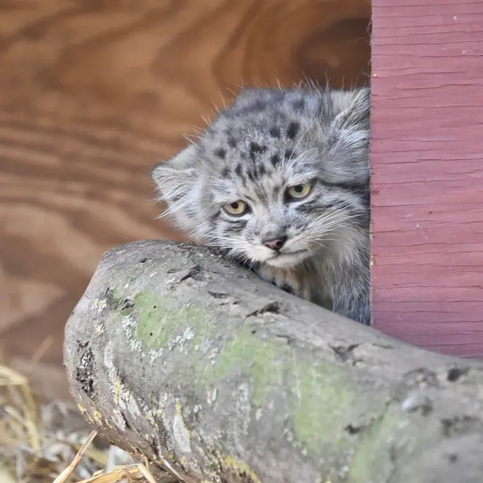 A photograph of a Pallas's cat in Banham Zoo