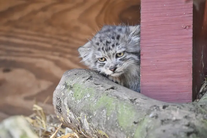 A photograph of a Pallas's cat in Banham Zoo
