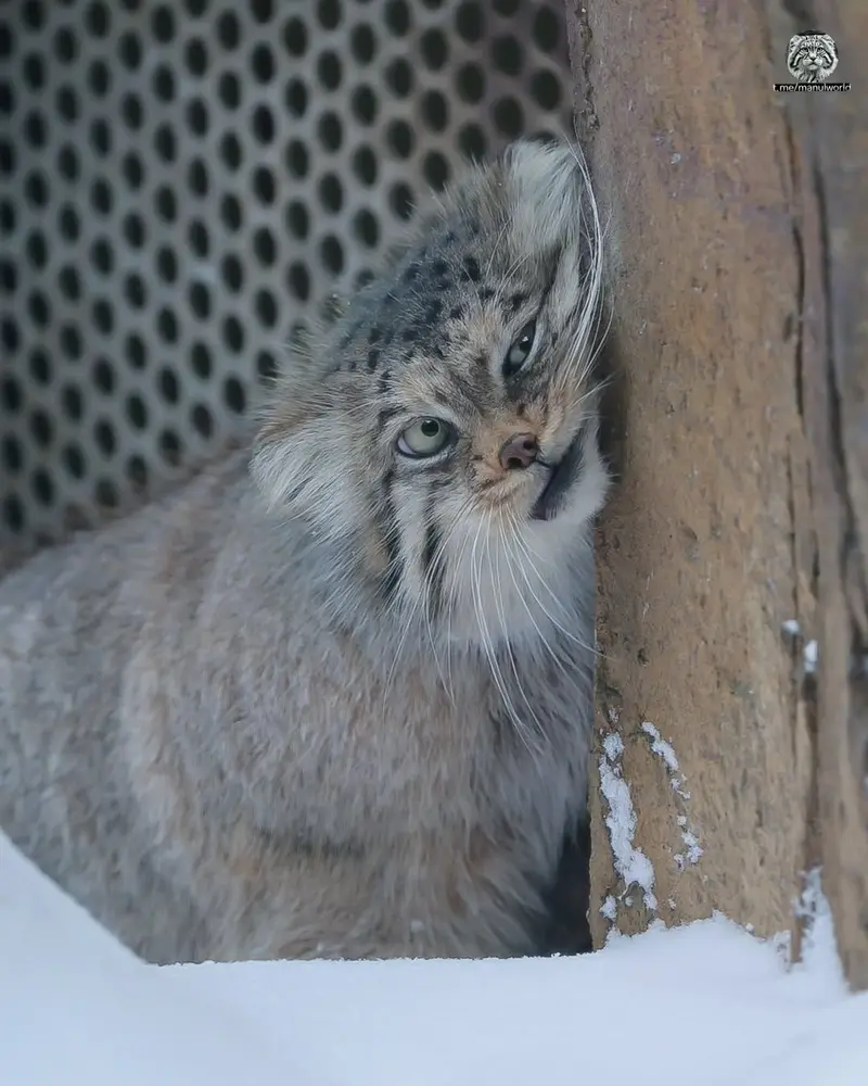 A photograph of a Pallas's cat