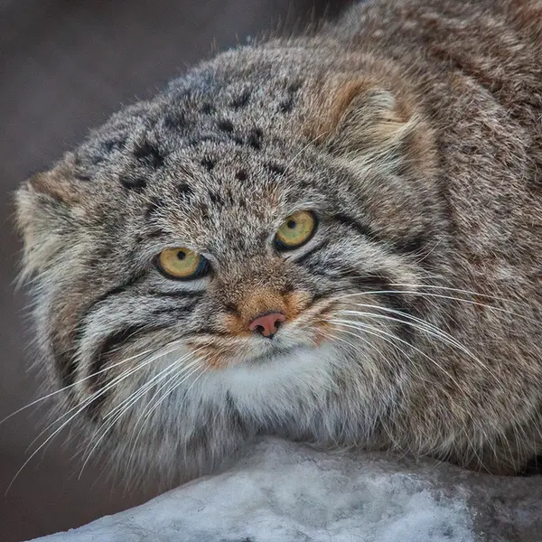 A photograph of Klyon in Novosibirsk Zoo