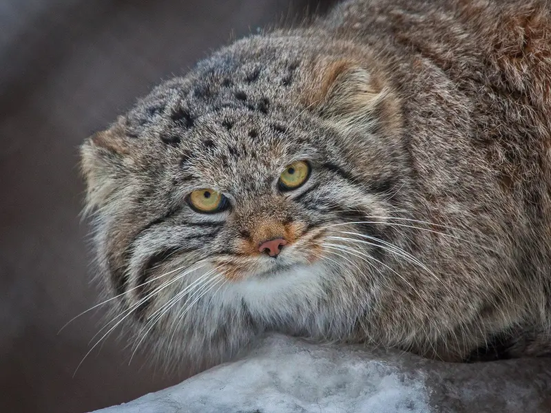 A photograph of Klyon in Novosibirsk Zoo