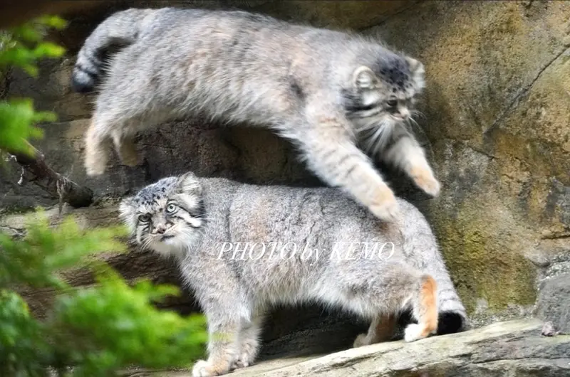 A photograph of a Pallas's cat