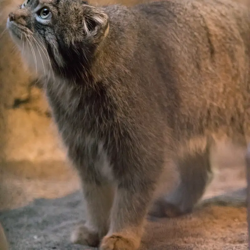 A photograph of Figa in Nogeyama Zoo