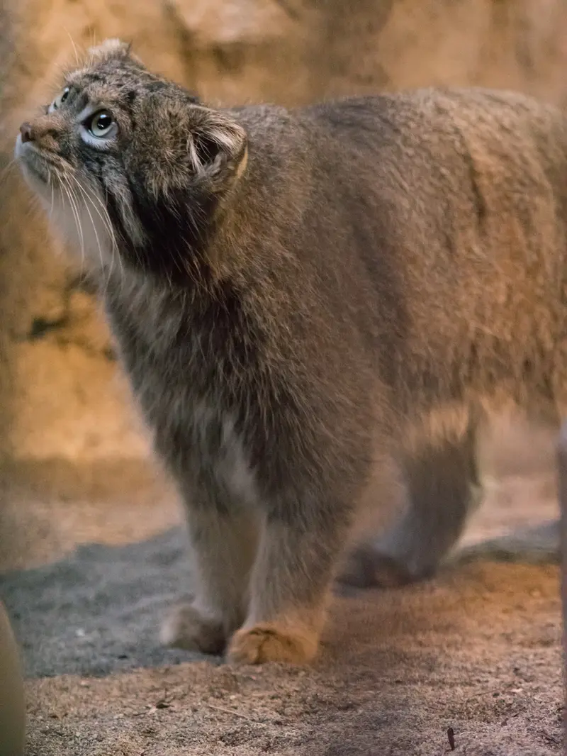 A photograph of Figa in Nogeyama Zoo
