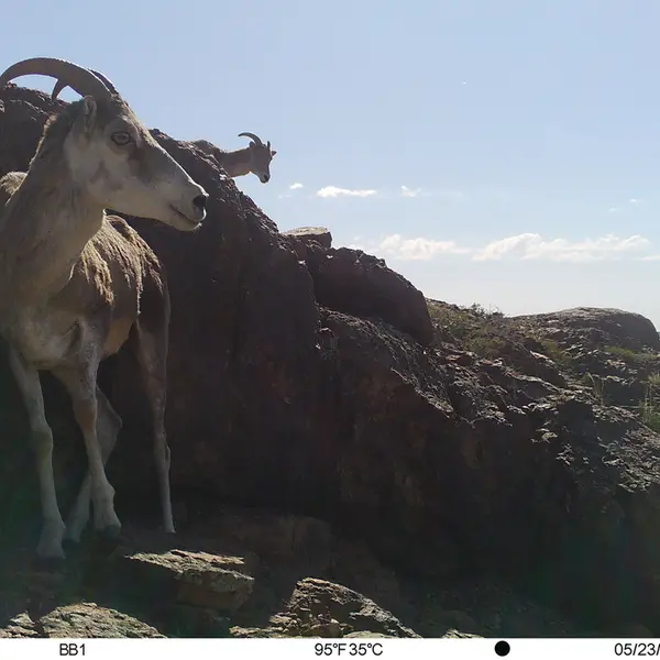 A photograph of Argali from Aktas-Kunkora camera trap
