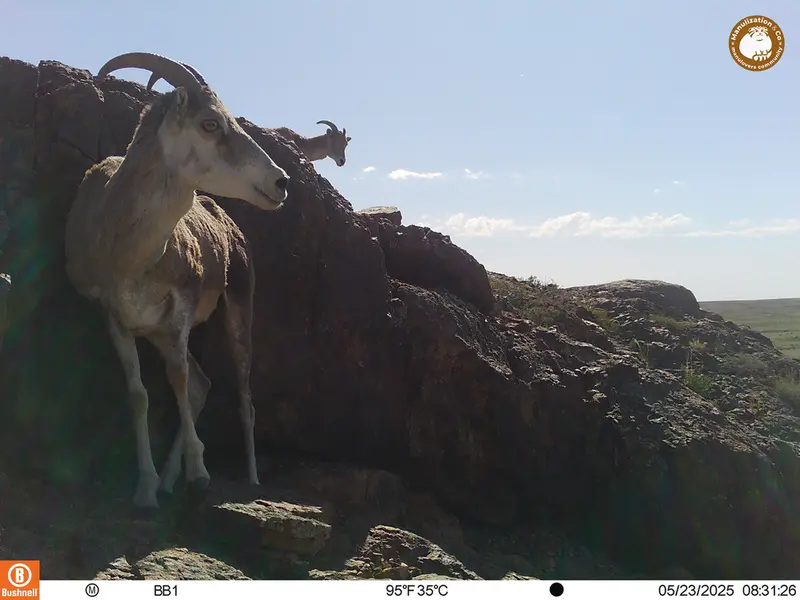 A photograph of Argali from Aktas-Kunkora camera trap