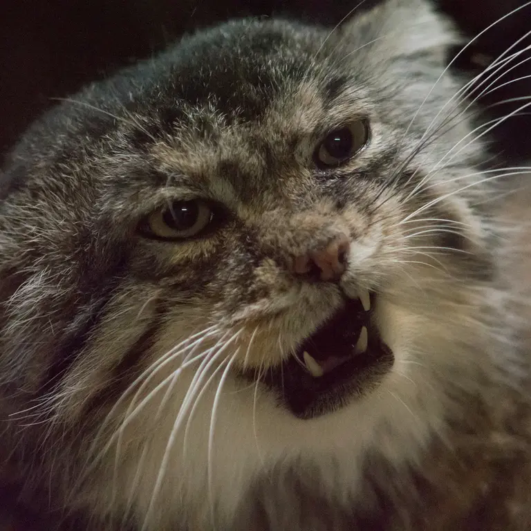 A photograph of Primula in Ueno Zoological Gardens