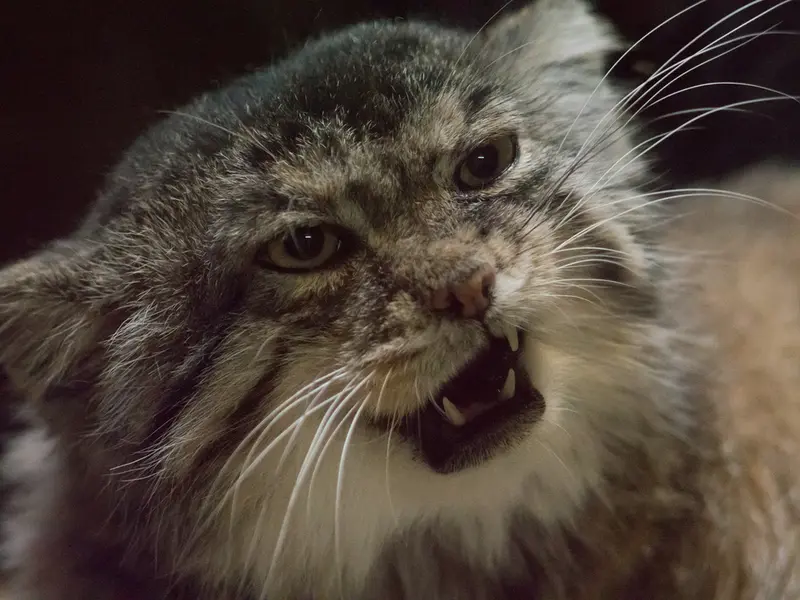 A photograph of Primula in Ueno Zoological Gardens