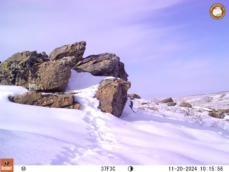 A photograph of a Pallas&#039;s cat from Karashoky camera trap