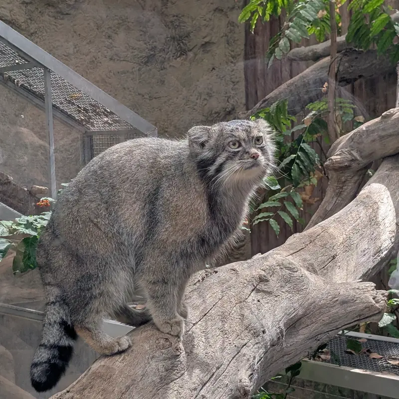 A photograph of Nar in Kobe Animal Kingdom