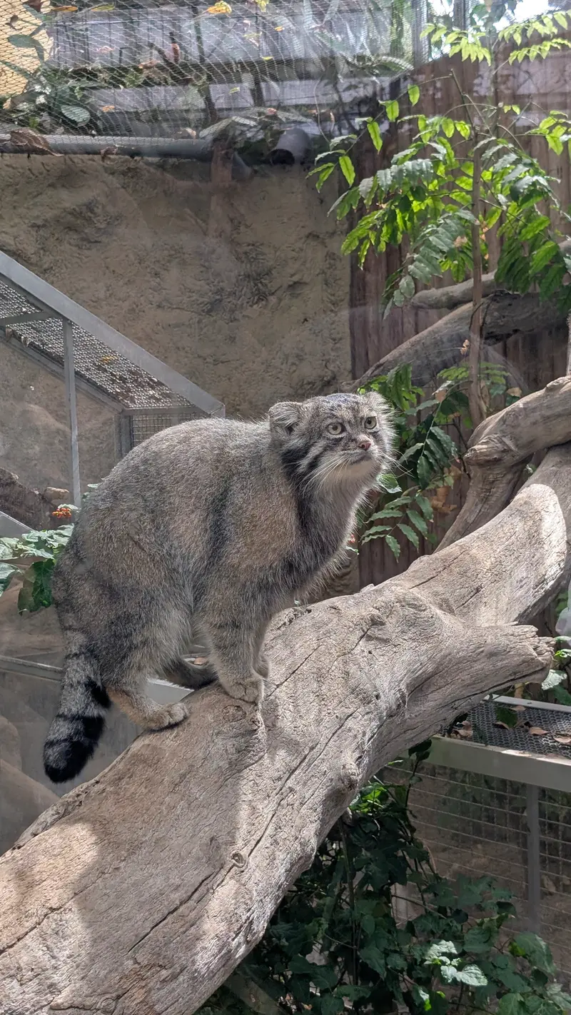A photograph of Nar in Kobe Animal Kingdom