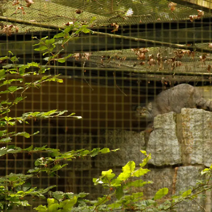 A photograph of Tuya in Chemnitz Zoo