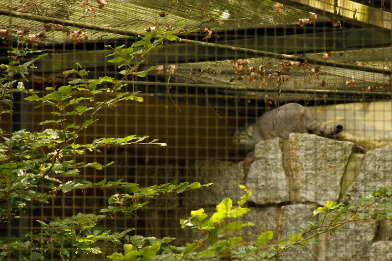 A photograph of Tuya in Chemnitz Zoo