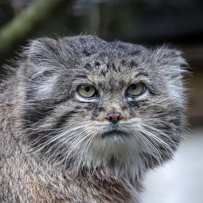 Vorace the Pallas's cat from Lille Zoo