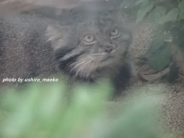 A photograph of Nar in Kobe Animal Kingdom