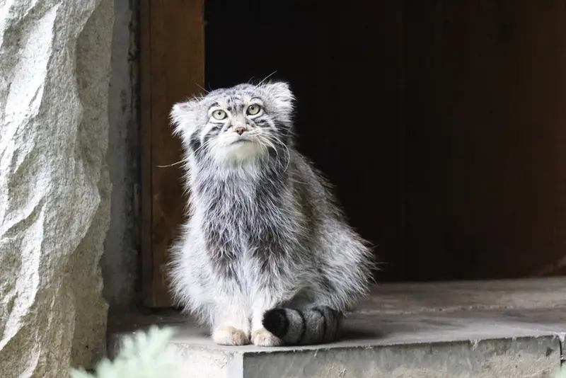 A photograph of a Pallas's cat