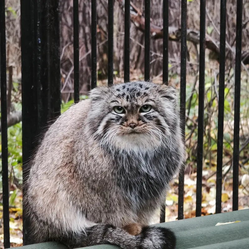 A photograph of Gabi in Novosibirsk Zoo