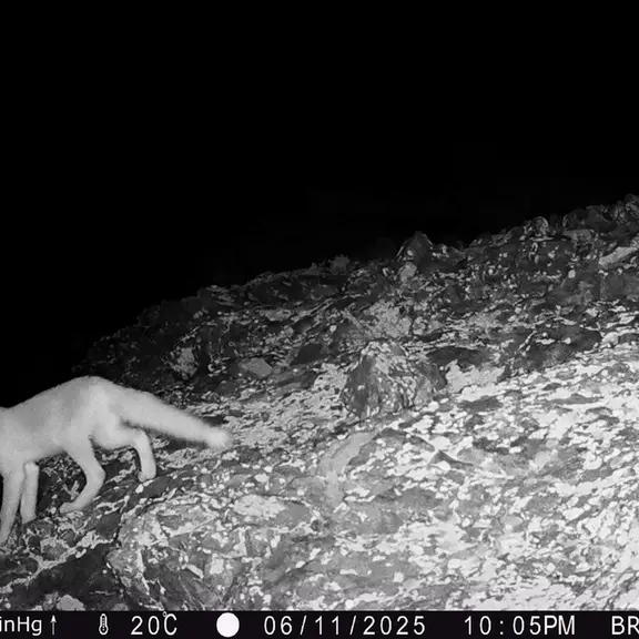 A photograph of Red fox from Janator [new] camera trap