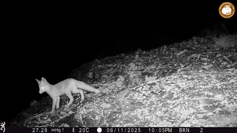 A photograph of Red fox from Janator [new] camera trap