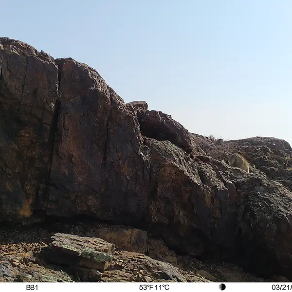 A photograph of Otocolobus manul manul from Aktas-Kunkora [new] camera trap