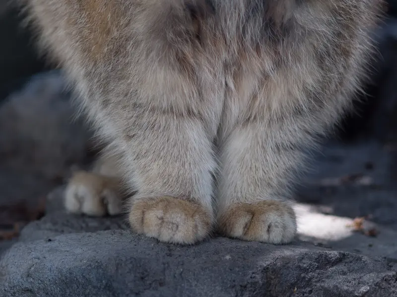 A photograph of Grusha in Asahiyama Zoo