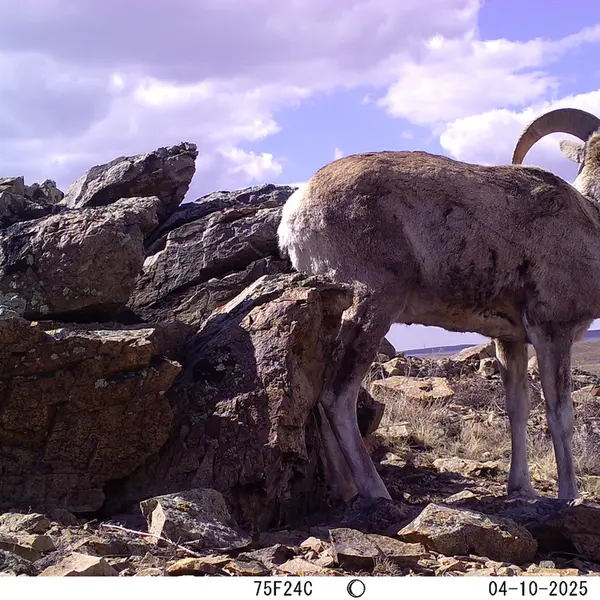 A photograph of Argali from Karashoky camera trap